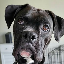 Bane - Boxer
