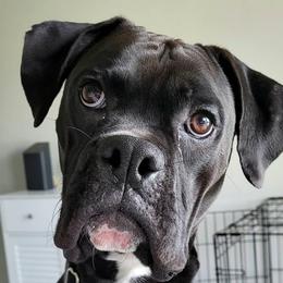Bane - Boxer