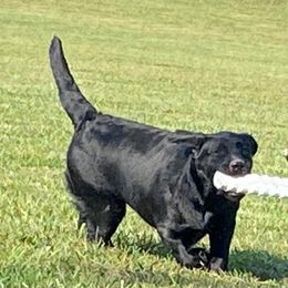 Simba - Labrador Retriever