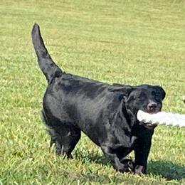 Simba - Labrador Retriever