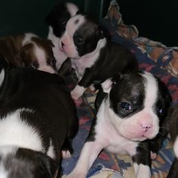 Boston Terriers from Vicki's Boston Terriers