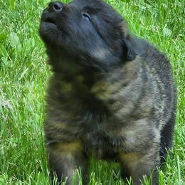 Belgian Tervuren Puppies from Kismet Belgian Tervuren's  owner Angela Ernst