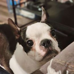 Matilda - Boston Terrier