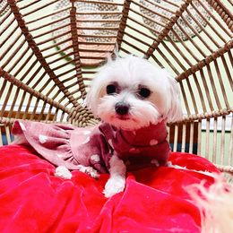 Pitufina - Maltese