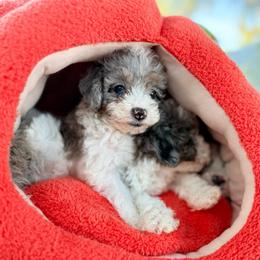 Livie - Blue merle female Bernedoodle puppy in Cocoa, Florida from The Beach Doodles