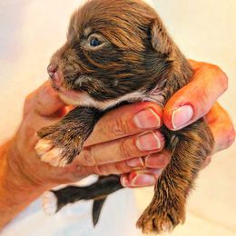 DaoDog Lauma  The Sweet Chocolate - Chocolate female Chinese Crested puppy in Highland Park, Michigan from Family Kennel Dao Dog
