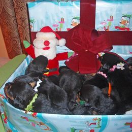 Rottweiler Puppies from Spirit Mountain Rottweilers