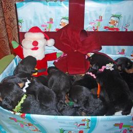 Rottweiler Puppies from Spirit Mountain Rottweilers