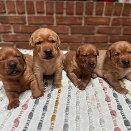 Male 1 - Yellow male Labrador Retriever puppy in Wardensville, West Virginia from Sager’s Labrador Puppies