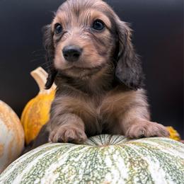 Bennett - Cream male Dachshund puppy in Corona, California from ChezBeale