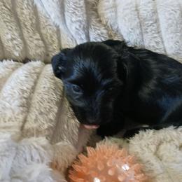 Robert - Black male Dachshund puppy in Martinsville, Indiana from Kary's Mini Doxie Kuddles
