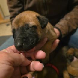 Light blue - Fawn female Belgian Malinois puppy in Dillon, Montana from Apex K9 Center LLC