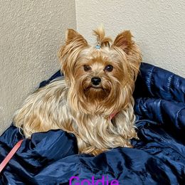 GOLDIE - Yorkshire Terrier