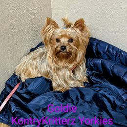 GOLDIE - Yorkshire Terrier