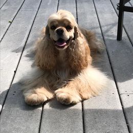 Cocker Spaniel All Grown Up from Sugarhill