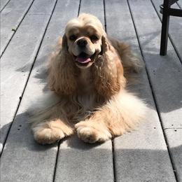 Cocker Spaniel All Grown Up from Sugarhill