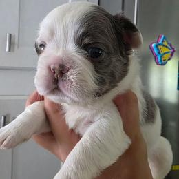 Hermione Granger - White female French Bulldog puppy in Franklinton, North Carolina from Sweet Carolina Kennel