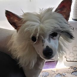 Jade (G3) - White female Chinese Crested puppy in Little Rock, Arkansas from Fabulis Toys (Chinese Crested, Papillons, Chihuahuas)