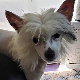 Jade (G3) - White female Chinese Crested puppy in Little Rock, Arkansas from Fabulis Toys (Chinese Crested, Papillons, Chihuahuas)