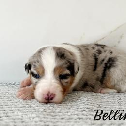 Bellini - Blue merle female Australian Shepherd puppy in Kearney, Nebraska from Helix Aussies