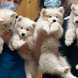 Samoyed Puppies from Pyles Of Smiles