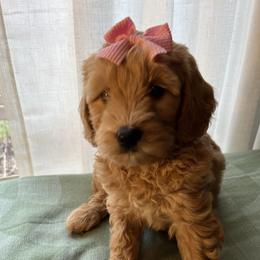 Cindy Lou - Cream female Goldendoodle puppy in Goshen, Ohio from Land of Goshen Doodles