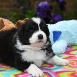 Australian Shepherd Puppies from Star Australian Shepherds