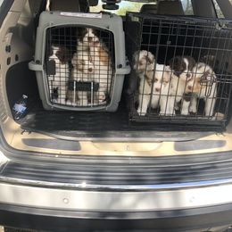 Australian Shepherd Puppies from Howell Aussies