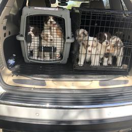 Australian Shepherd Puppies from Howell Aussies