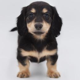 PRADA- AKC Import Lines - Black and cream female Dachshund puppy in Coweta, Oklahoma from Sunnyside Dachshunds