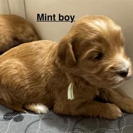 Cupid (Mint) - Red  male Goldendoodle puppy in Newaygo, Michigan from West Michigan Doodles and Poodles