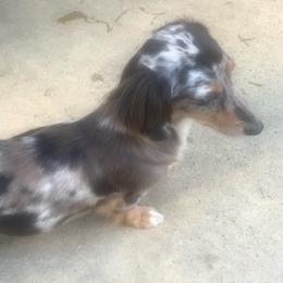 Jolene - Dachshund