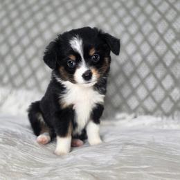 Hazelnut - Black tri female Miniature Australian Shepherd puppy in Killen, Alabama from Wilkers Wholehearted Mini Aussies