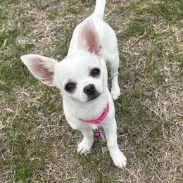 Lucy - Chihuahua
