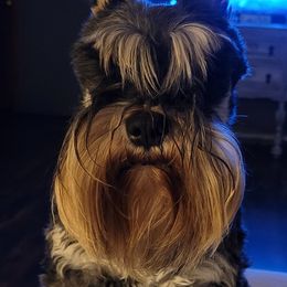 Miniature Schnauzers from Swiney's Mini Schnauzers