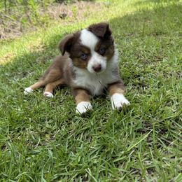 Opal - Red tri female Toy Australian Shepherd puppy in Lumberton, Mississippi from Talowah Aussies