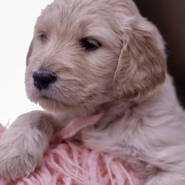 Goldendoodle Puppies from Lattesgoldendoodlepuppies