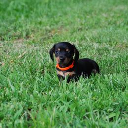 AKC Bentley - Black and tan male Dachshund puppy in Billings, Missouri from Bundles of Joy
