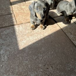 Dachshund Puppies from Dachshunters