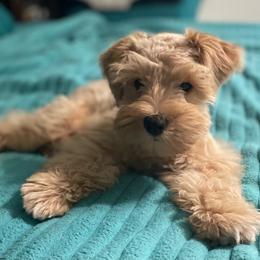 Remy - Miniature Schnauzer