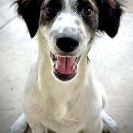 Salt - Black and white male Aussiedoodle puppy in Destin, Florida from Aussiedoodles On The Beach