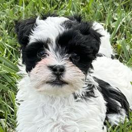 Assorted Doodle Crosses, Bernedoodles, Dachshunds, Goldendoodles, and Havanese from Kim's Cove