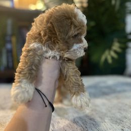 Bernedoodle and Goldendoodle Puppies from Dandelion Doodles