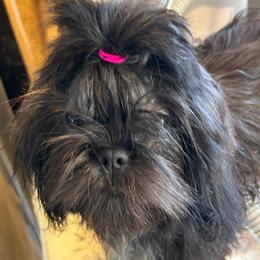 Sissy in - Brindle female Shih Tzu puppy in Victorville, California from Precioustzus