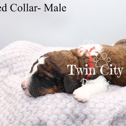 Red Collar - Sable male Goldendoodle puppy in Maryville, Tennessee from Twin City Doodles