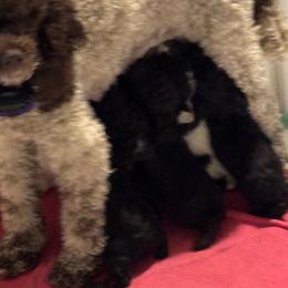 Poodle puppies from Pet Inn Xxweetdoodles