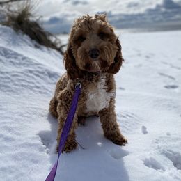 Goldendoodle Puppies from WestShoreDoodles
