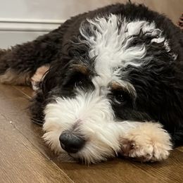 Aussiedoodles, Bernedoodles, and Goldendoodles from Doodle Paws Pups