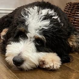 Aussiedoodles, Bernedoodles, and Goldendoodles from Doodle Paws Pups