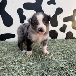 Bronco - Blue merle male Miniature Australian Shepherd puppy in Tucson, Arizona from Soqui Ortiz Cattle Ranch